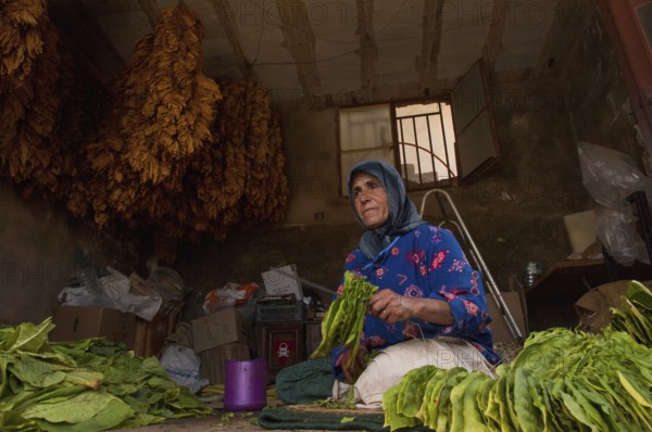 Tyre, Lebanon. July 16th 2010 A Lebanese woman drying tobacco leaves, southern Lebanon