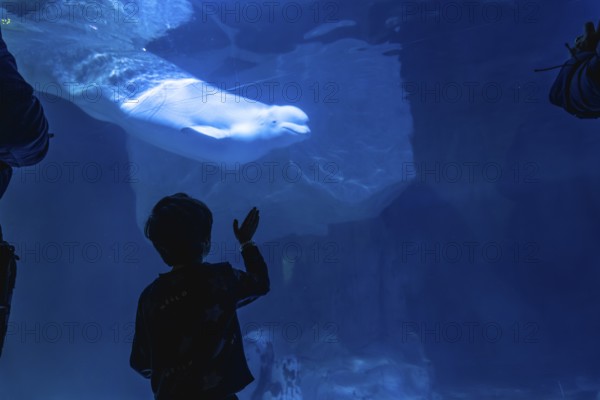 Young child observing a large beluga whale swimming gracefully in a dark blue underwater