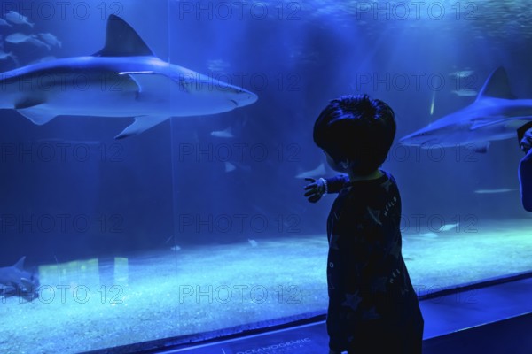 Young boy, viewed from behind, pointing at sharks and other marine life swimming within a vast