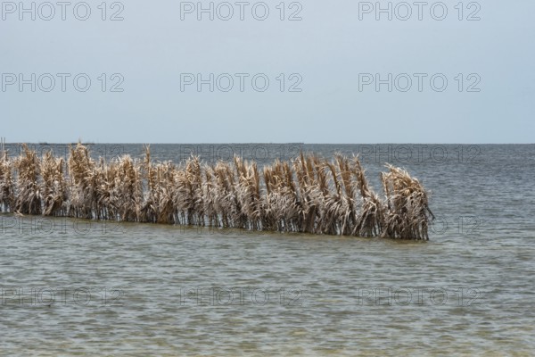 Fishing traps used by Kerkennah fishermen, a unique method of catching fish using sustainable