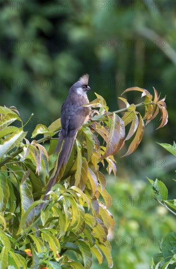 Brown-winged Mousebird (Colius striatus kiwuensis) sitting on a branch, Bigodi, Western Region,