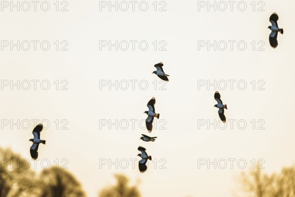 Northern Lapwing, Vanellus vanellus, birds in flight over marshes