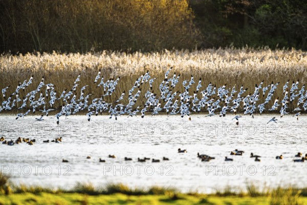 Pied Avocet, Recurvirostra avosetta, birds in flight over marshes