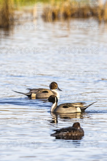 Northern Pintail, Anas acuta, Birds on marshes