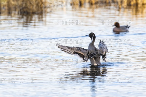 Northern Pintail, Anas acuta, Birds on marshes