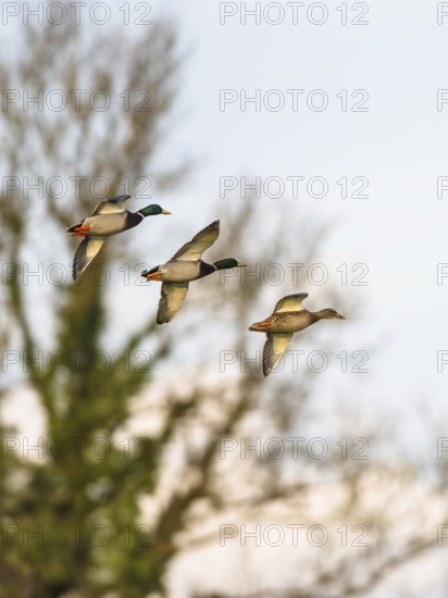 Mallard, Anas platyrhynchos, birds in flight over marshes