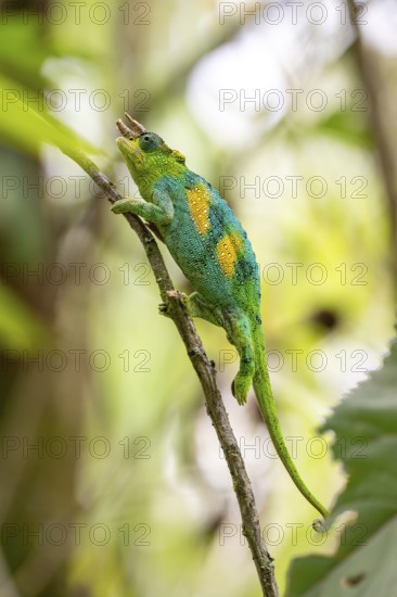 Three-horned chameleon (Trioceros jacksonii), male, between leaves on a branch, Bwindi Impenetrable