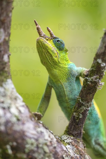 Three-horned chameleon (Trioceros jacksonii), male, on a branch, Bwindi Impenetrable Forest