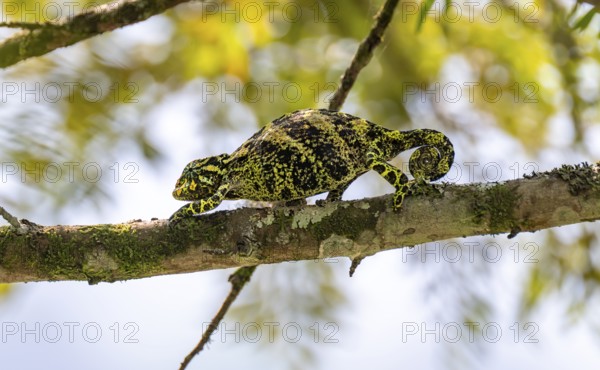 Three-horned chameleon (Trioceros jacksonii), female, between leaves on a branch, Bwindi
