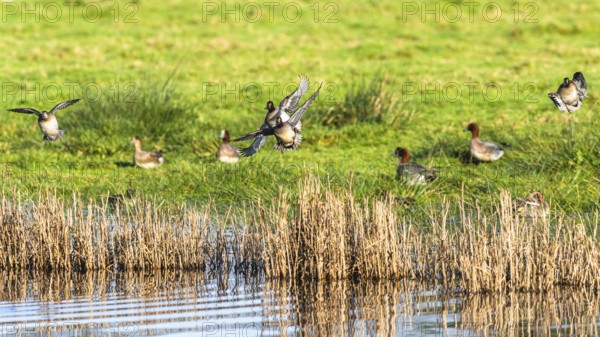 Eurasian Teal, Anas crecca, birds in flight over marshes