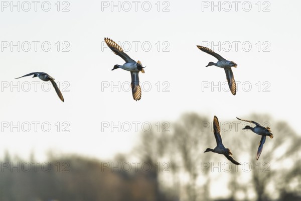 Northern Pintail, Anas acuta, Birds in flight over marshes