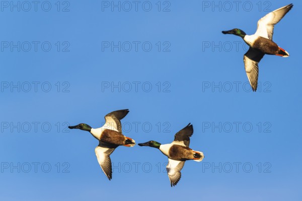 Northern Shoveler, Spatula clypeata, males in flight over marshes