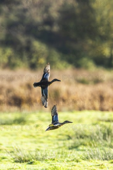 Northern Shoveler, Spatula clypeata, birds in flight over marshes