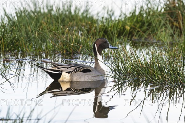 Northern Pintail, Anas acuta, Birds on marshes