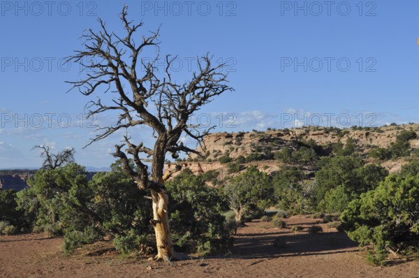 Barren landscape with dead tree against blue sky and bushes, Canyonlands National Park, Island in
