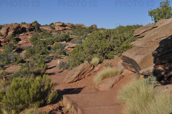 Rocky hiking trail through dry landscape with rocks and shrubs, Canyonlands National Park, Island