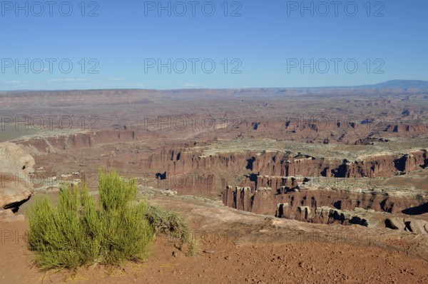 Panorama of extensive canyons with vegetation in the foreground under bright blue sky, Canyonlands