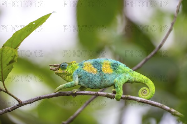 Three-horned chameleon (Trioceros jacksonii), male, between leaves on a branch, Bwindi Impenetrable