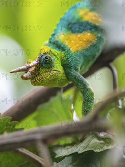 Three-horned chameleon (Trioceros jacksonii), male, between leaves on a branch, Bwindi Impenetrable
