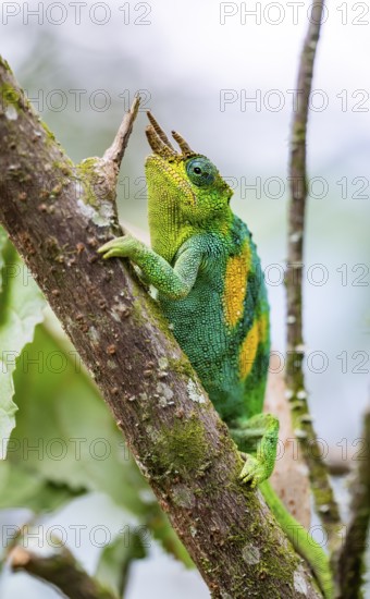 Three-horned chameleon (Trioceros jacksonii), male, on a branch, Bwindi Impenetrable Forest