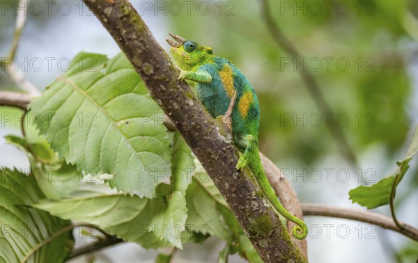 Three-horned chameleon (Trioceros jacksonii), male, on a branch, Bwindi Impenetrable Forest