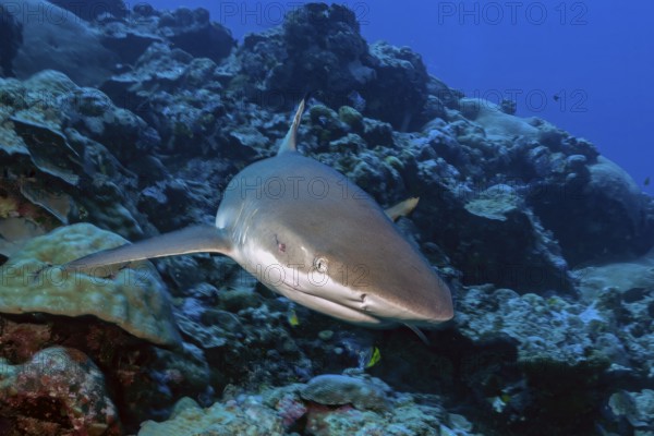 Underwater photo close-up of large adult Grey reef shark (Carcharhinus amblyrhynchos) shark