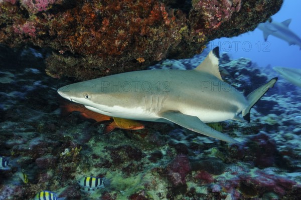 Underwater photo close-up of large adult blacktip reef shark (Carcharhinus melanopterus) blacktip