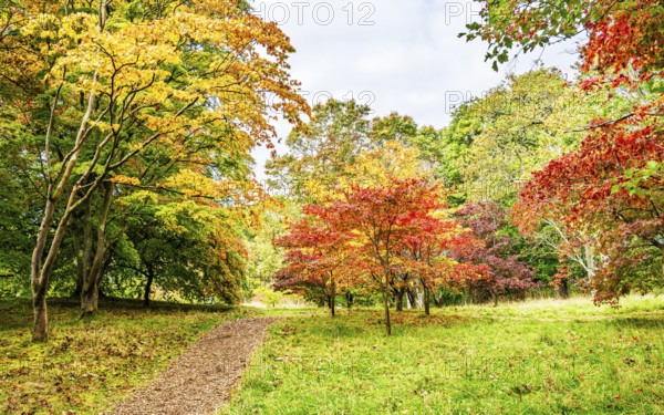 The color of autumn trees and leaves, Bodnant Garden, Conwy River, Colwyn Bay, Conwy, Wales, United