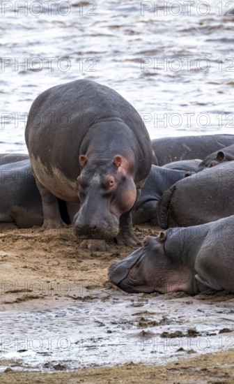 Hippopotamuses (Hippopotamus amphibius), hippos at the Mara River, Serengeti National Park,