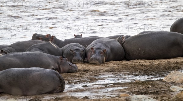 Hippopotamus (Hippopotamus amphibius), hippos lying on the banks of the Mara River, Serengeti
