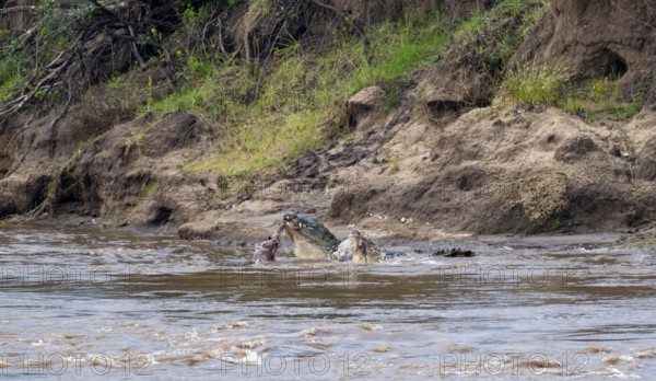 Nile crocodiles (Crocodylus niloticus) eating dead wildebeest, Mara River, Serengeti National Park,