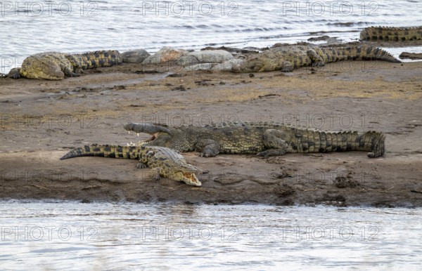 Nile crocodiles (Crocodylus niloticus) on the banks of the Mara River, with open mouth, Serengeti