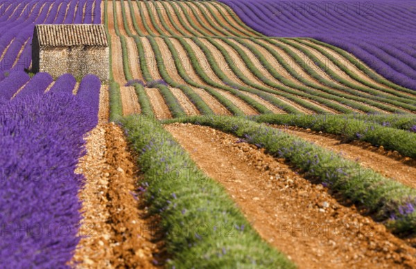 Natural stone hut in a lavender field on the Palteau de Valensole, Alpes-de-Haute-Provence,