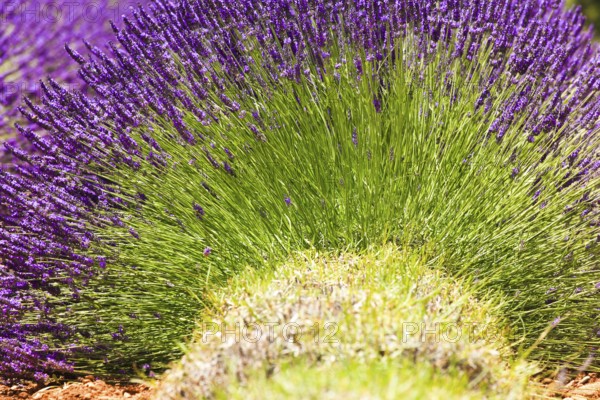Lavender field on the Palteau de Valensole, Alpes-de-Haute-Provence, Provence, France