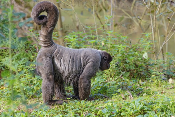A brown woolly monkey (Lagothrix lagothricha) walks on the forest floor, collecting food. Brazil,