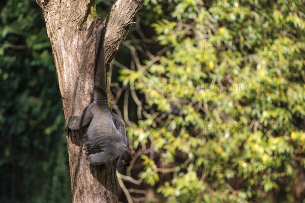 A brown woolly monkey (Lagothrix lagothricha) hangs in a tree, secured by its prehensile tail that