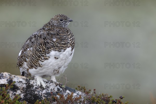 Rock ptarmigan (Lagopus muta) love to stand on exposed perches to be able to see far, tundra,