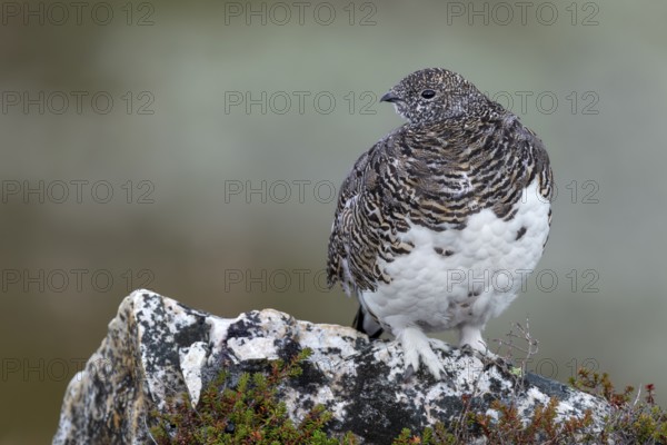 A rock ptarmigan (Lagopus muta) slowly gets its winter plumage, which is completely white at the