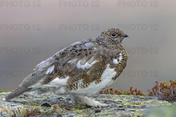 The fully feathered legs of the rock ptarmigan (Lagopus muta) are clearly recognisable, an
