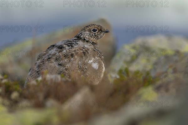 The rock ptarmigan (Lagopus muta) trusts its perfect camouflage, tundra, adaptation, transitional