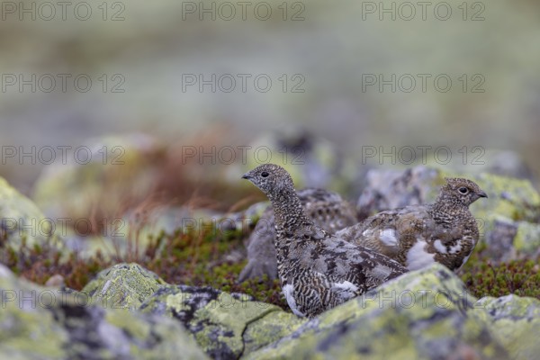 In autumn the rock ptarmigan (Lagopus muta) still wear their summer plumage, in a few weeks they