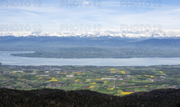Les Dents du Midi's snowy peaks tower above Lake Geneva, framed by vibrant fields and a lush forest