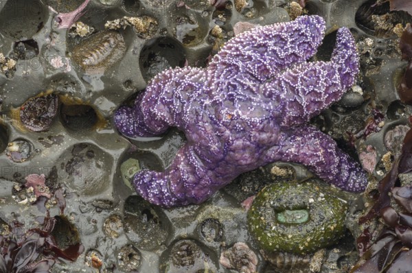 A vibrant Ochre sea star, Pisaster ochraceus, rests among tide pools at low tide on Ruby Beach,