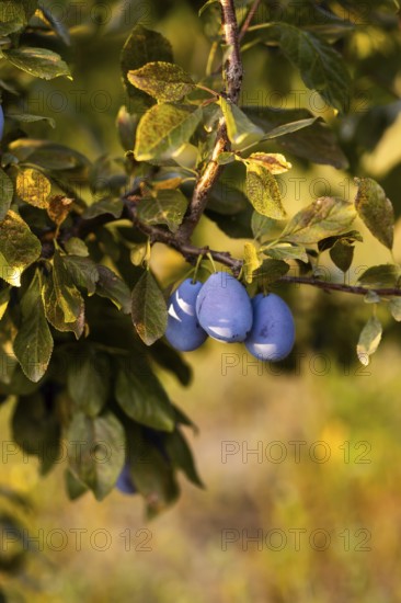 Close-up of ripe plums hanging from tree branches, illuminated by warm natural light, showcasing