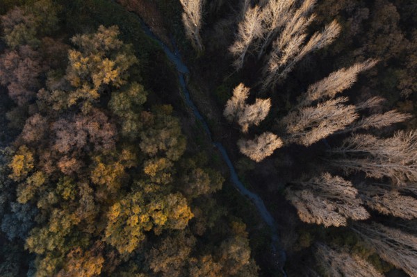 A drone captures a breathtaking autumn scene with a river snaking through a forest of changing