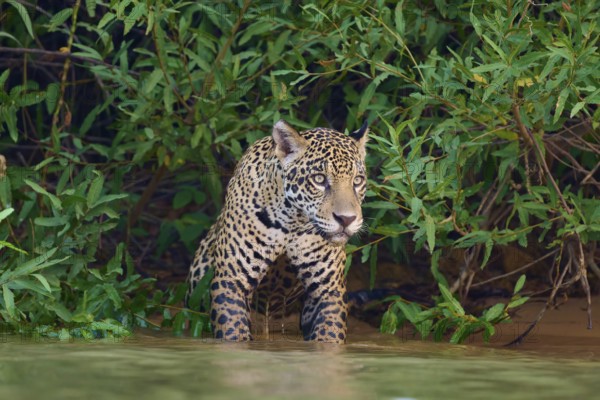 A standing jaguar in the water, alert in the dense jungle, Jaguar (Panthera onca), Pantanal, UNESCO
