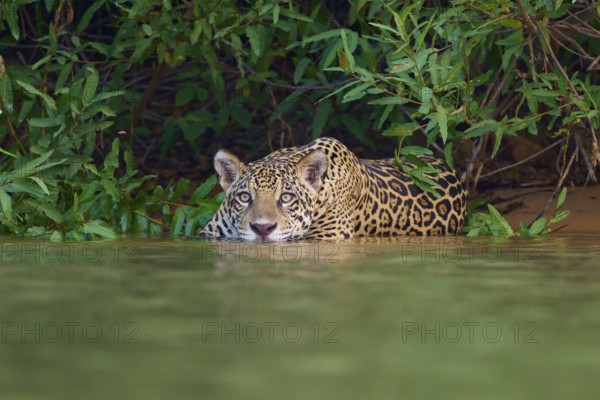 A jaguar in the water, half-hidden in the jungle, with an attentive gaze, Jaguar (Panthera onca),
