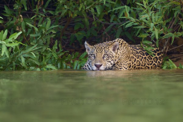 A jaguar in the water, crouched and alert, half hidden in the dense jungle, Jaguar (Panthera onca),