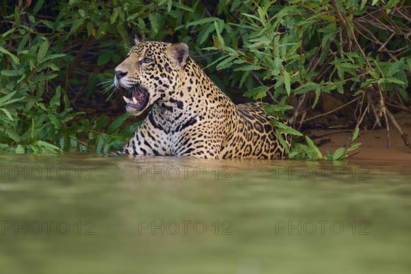 A lurking jaguar in the water with open snout, Jaguar (Panthera onca), Pantanal, UNESCO Biosphere