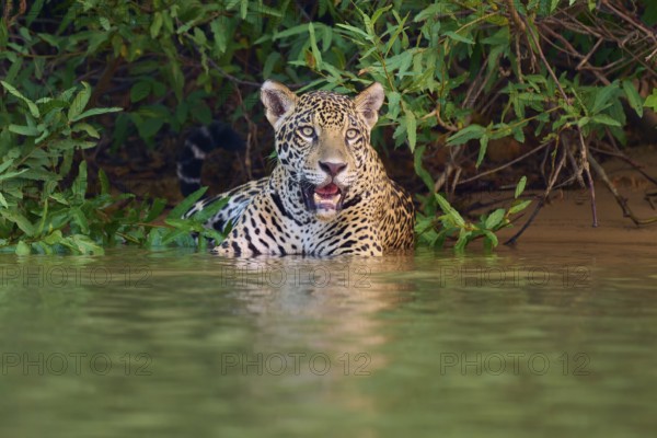 A calm jaguar in the water surrounded by lush greenery, Jaguar (Panthera onca), Pantanal, UNESCO